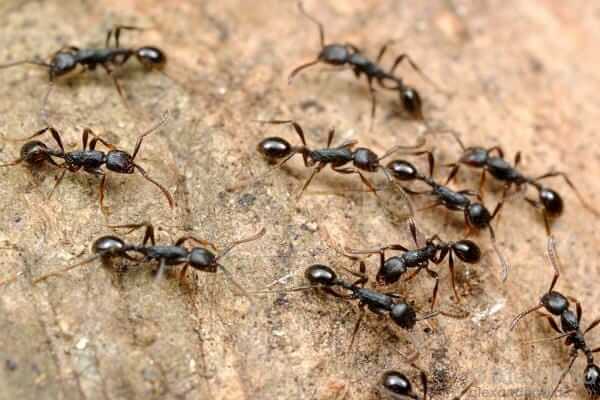 30 domestic remedies to get rid of ants from home and garden