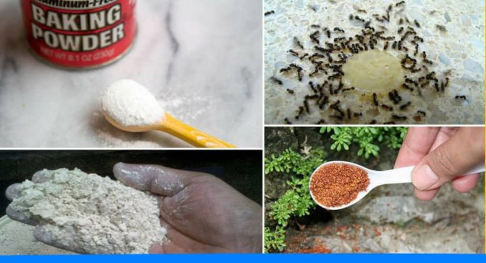 30 domestic remedies to get rid of ants from home and garden