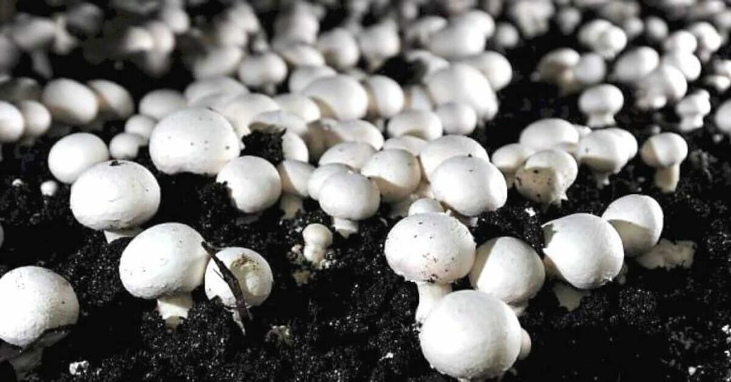 Hiresha Verma quoted her it job and started mushroom Farming earning in crores