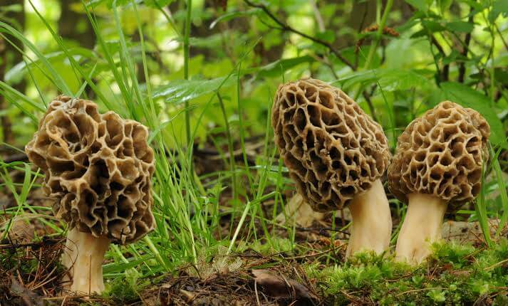 Gucchi mushroom