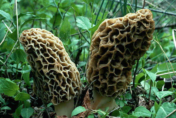 Gucchi mushroom