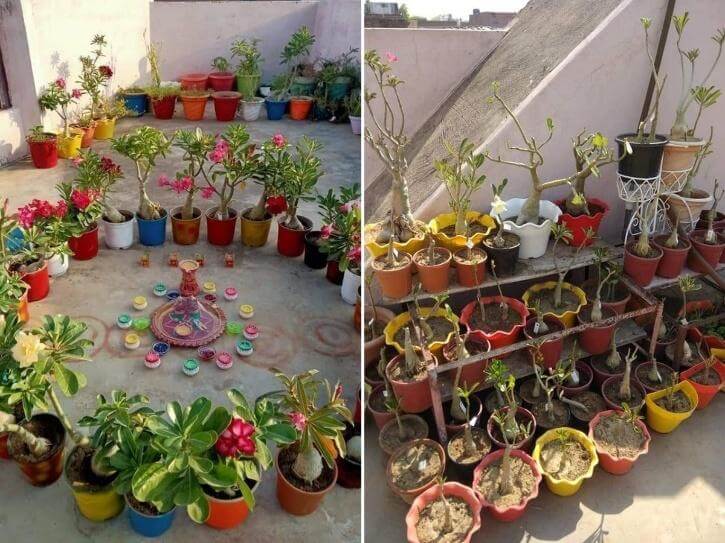 Sandeep planted more than 300 plants on his terrace and made a play garden