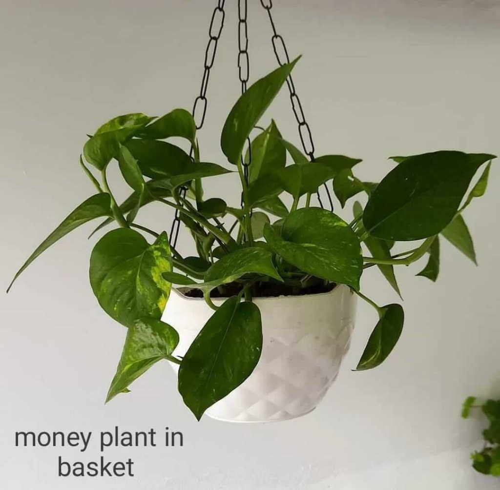 20 Plants are grown with cutting grafting method