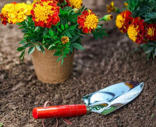 How to get more flowers in marigold plant