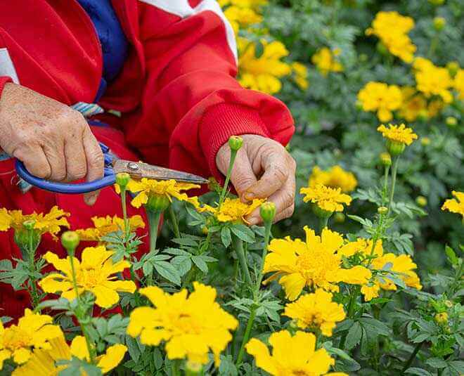 How to get more flowers in marigold plant