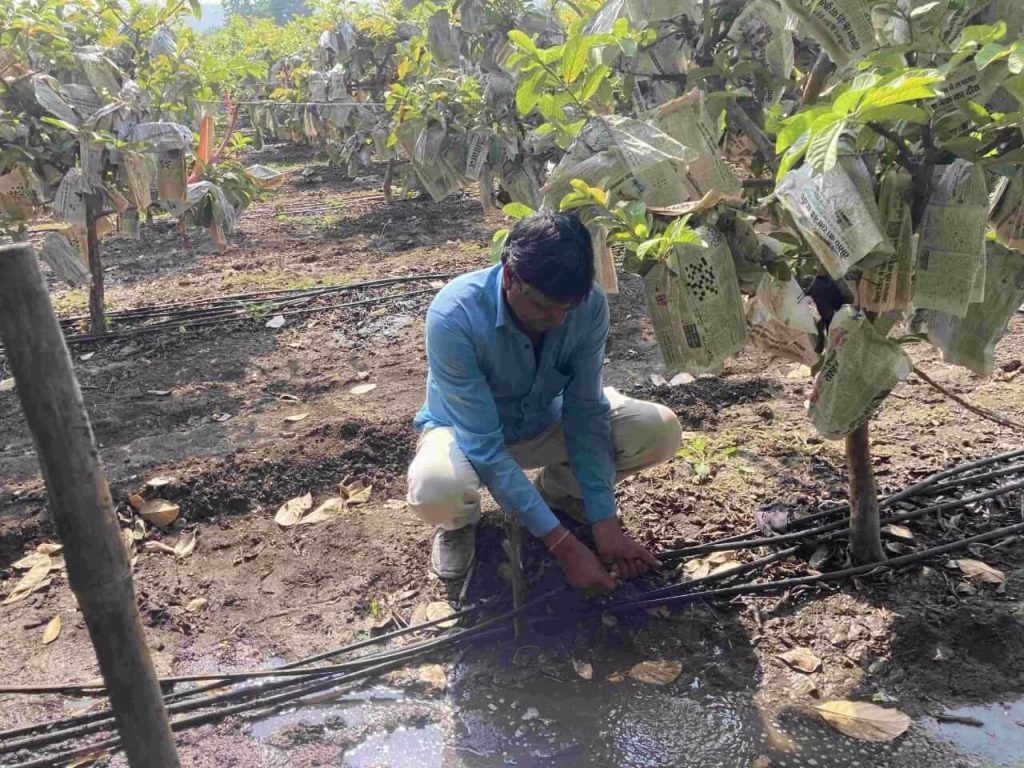 This Farmer earning lakhs through thai guavava farming