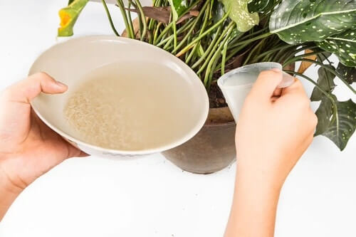 Rice water benifits for plants and their growth