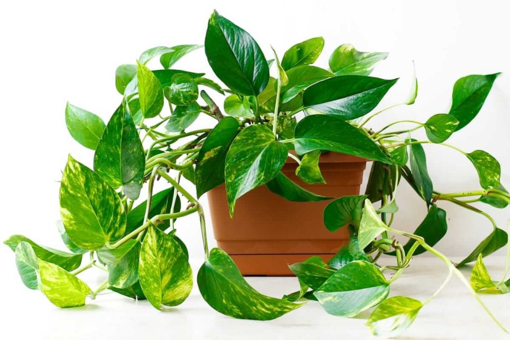 How to grow these Beautiful Indoor plants