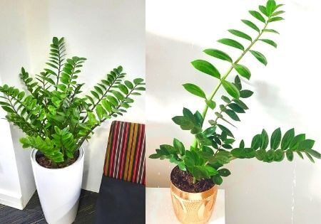 How to grow these Beautiful Indoor plants