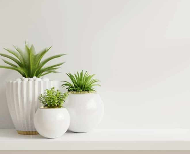 How to grow these Beautiful Indoor plants