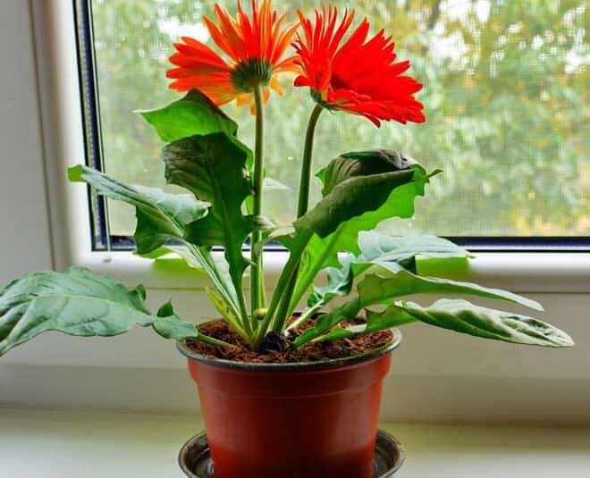 How to grow these Beautiful Indoor plants