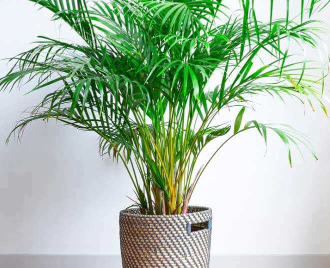 How to grow these Beautiful Indoor plants