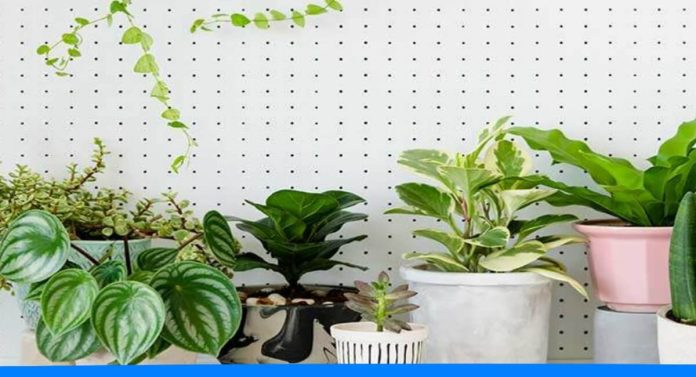 How to grow these Beautiful Indoor plants