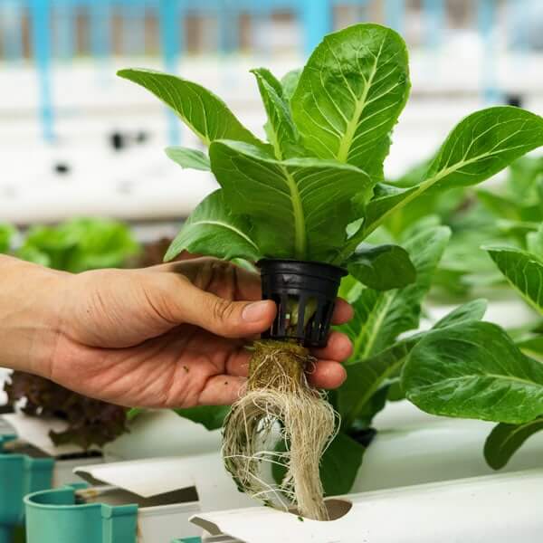 Why hydroponic farming is perfect option for small places
