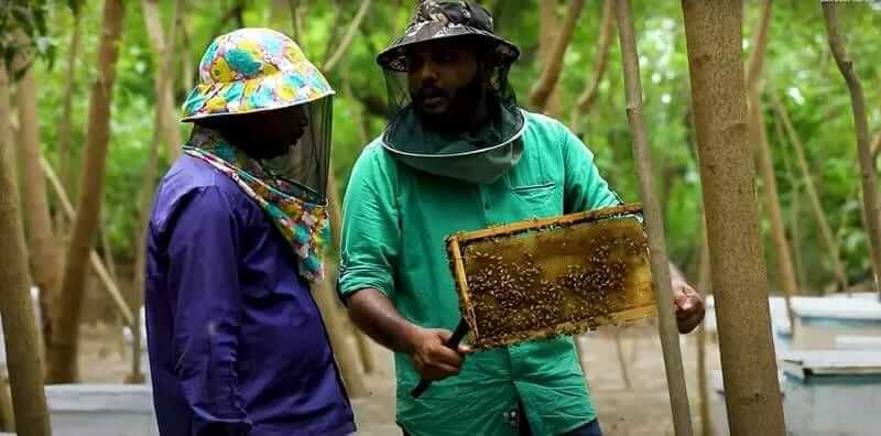 Organic Honey Madhumakkhiwala