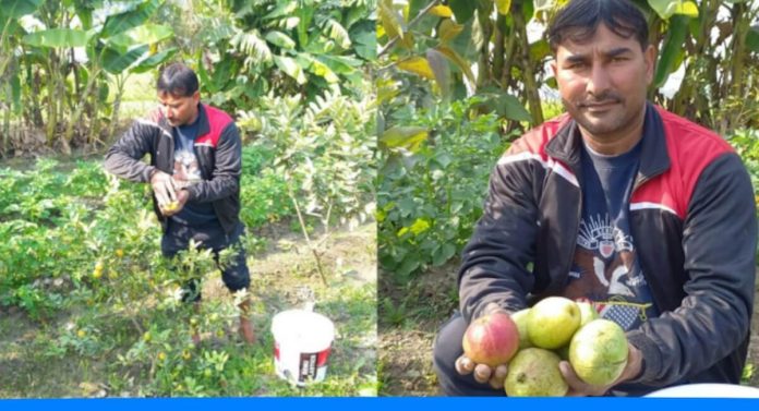 Banker left his job and started guavava farming and earning much