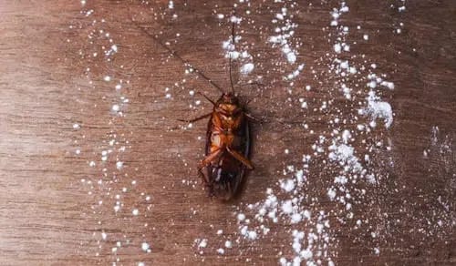 Some domestic things remove cockroaches from home and garden area