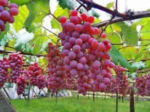 How to grow grapes on terrace Padmashree Subhash Palekar gave tips