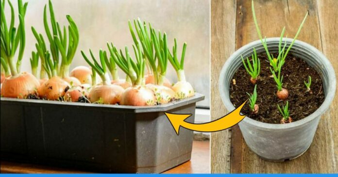 Grow onion at home