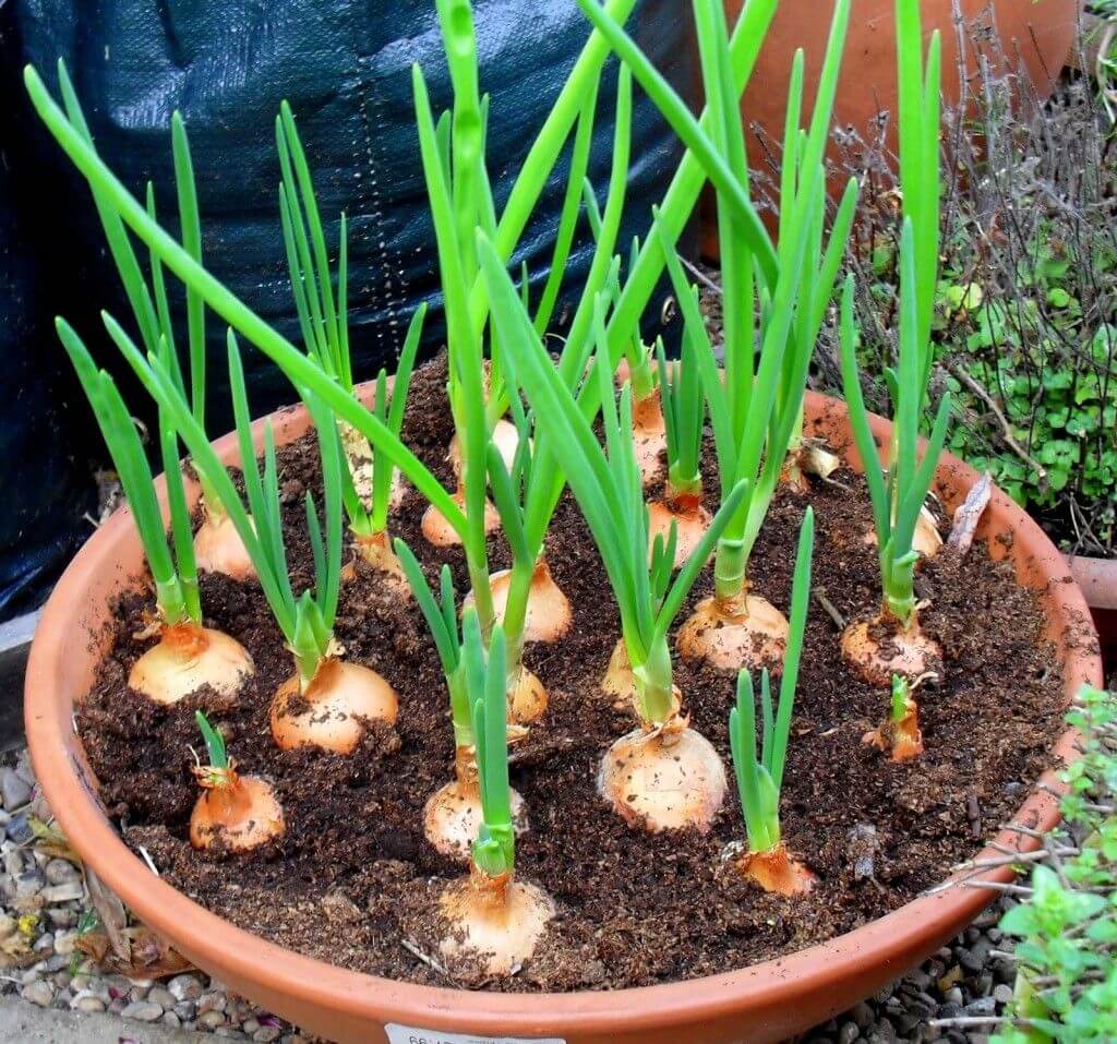 Grow onion at home