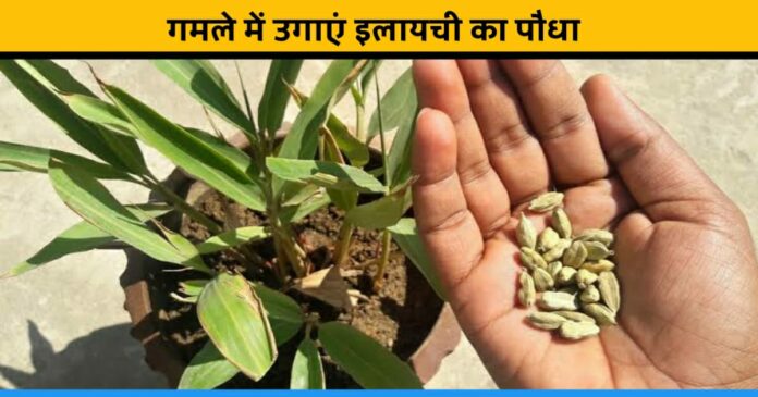 Learn to grow cardamom plant at home garden