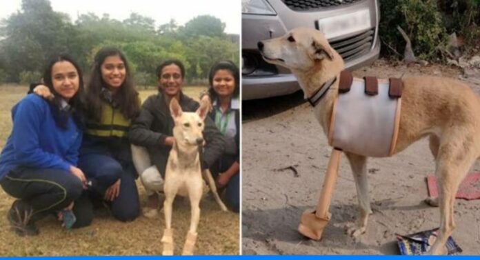 5 girls made 3d print leg for dog and save its life