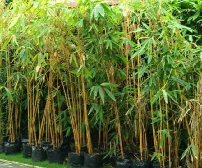 Government giving subsidy on bamboo cultivation