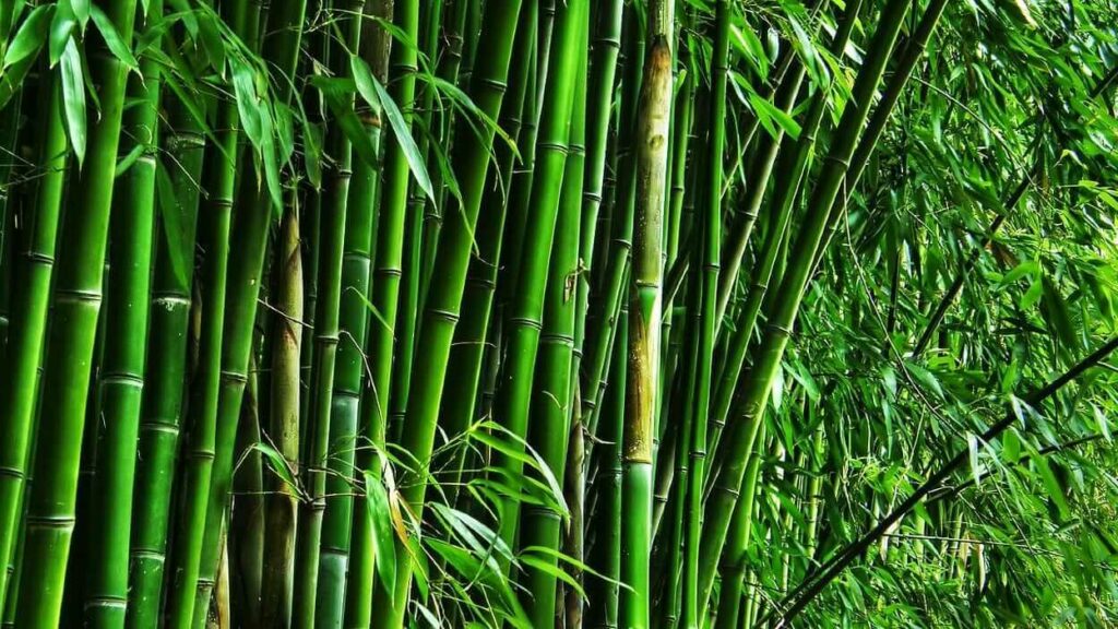Earn Crores from Bamboo farming Government giving subsidy