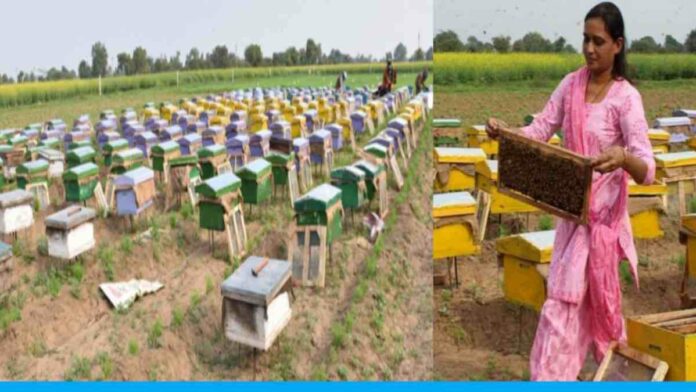 Tanvi ben from gujrat earning lakh by beekeeping