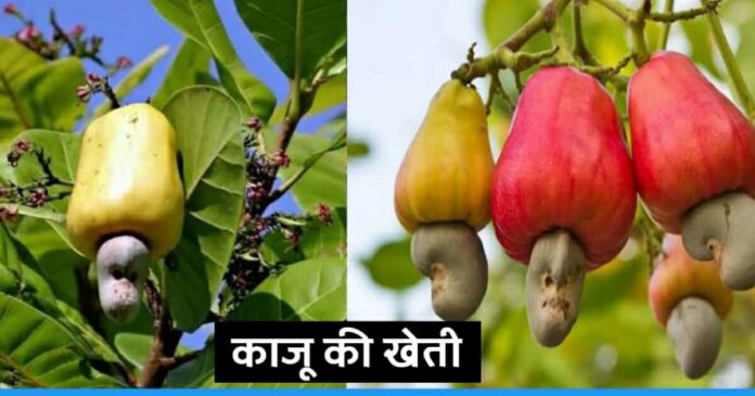 Cashew farming in india