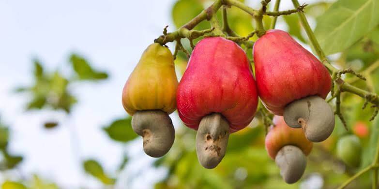 Cashew farming in india