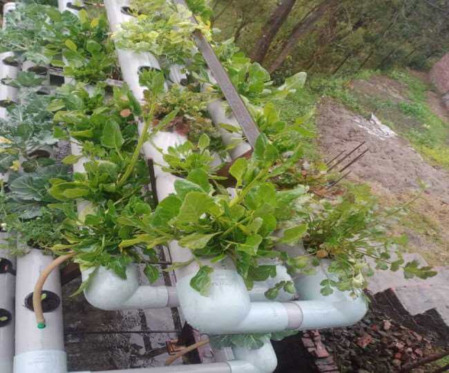 Ghumarwin farmers growing vegetables through hydroponic method