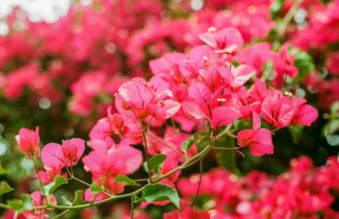 Grow bougainvillea plant with cutting