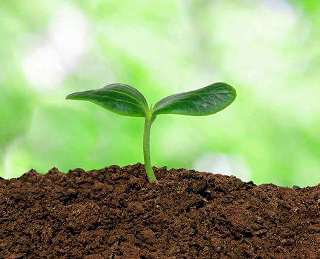 Grow karonda plant
