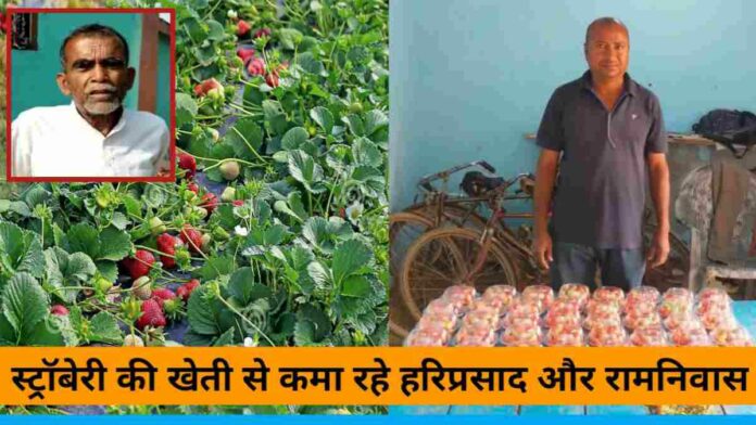 Hariprasad Or Ramniwas Strawberry Farming