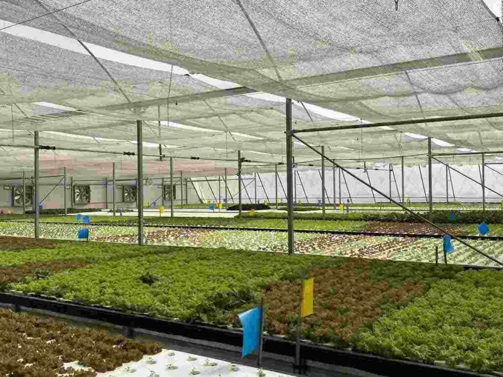 Hydroponic Farming