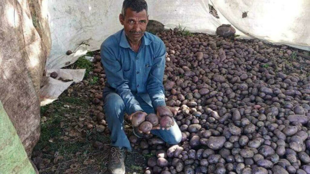 Madhyapradesh farmer grows blue potato neelkanth aalo