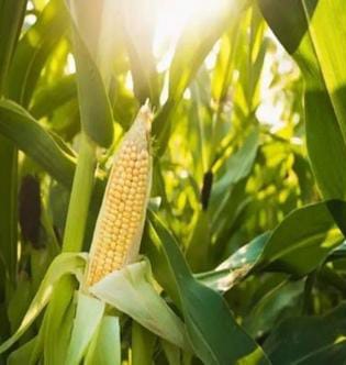 Maize Farming