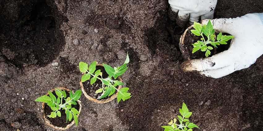 Make organic compost from these household things