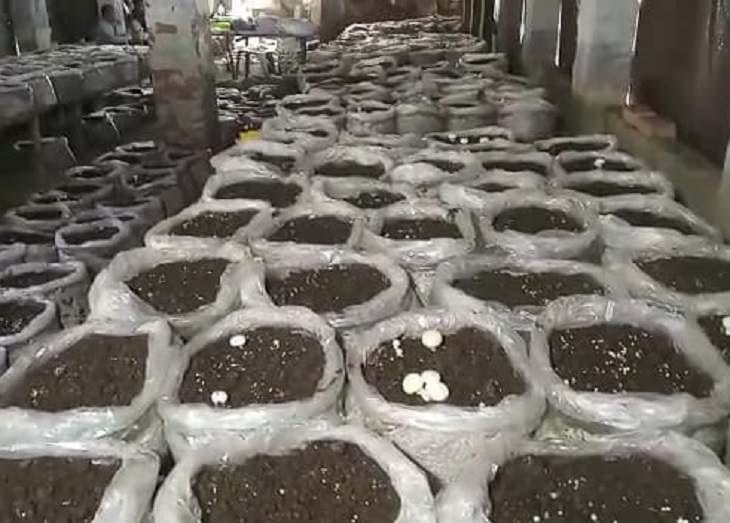 Mushroom Farming