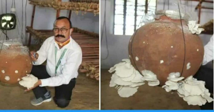 Mushroom farming in matka pot