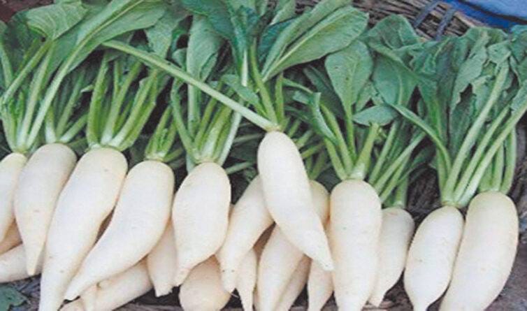 Radish cultivation