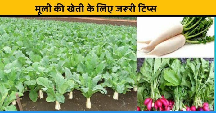 Radish farming