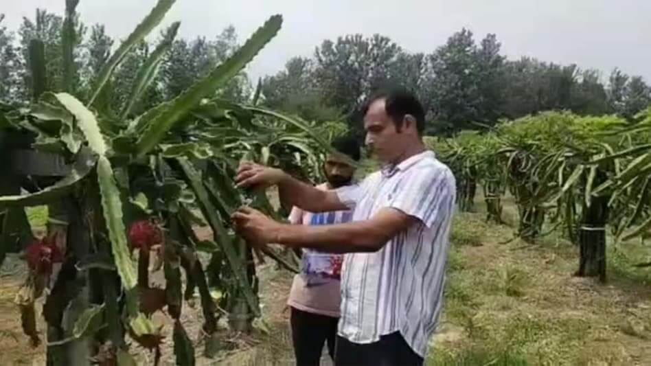 Raman Salaria left his job and started dragon fruit and strawberry farming