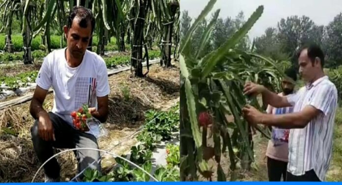Raman Salaria left his job and started dragon fruit and strawberry farming
