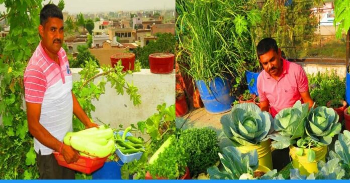 Ramvilas terrace gardening growing vegetables, fruits