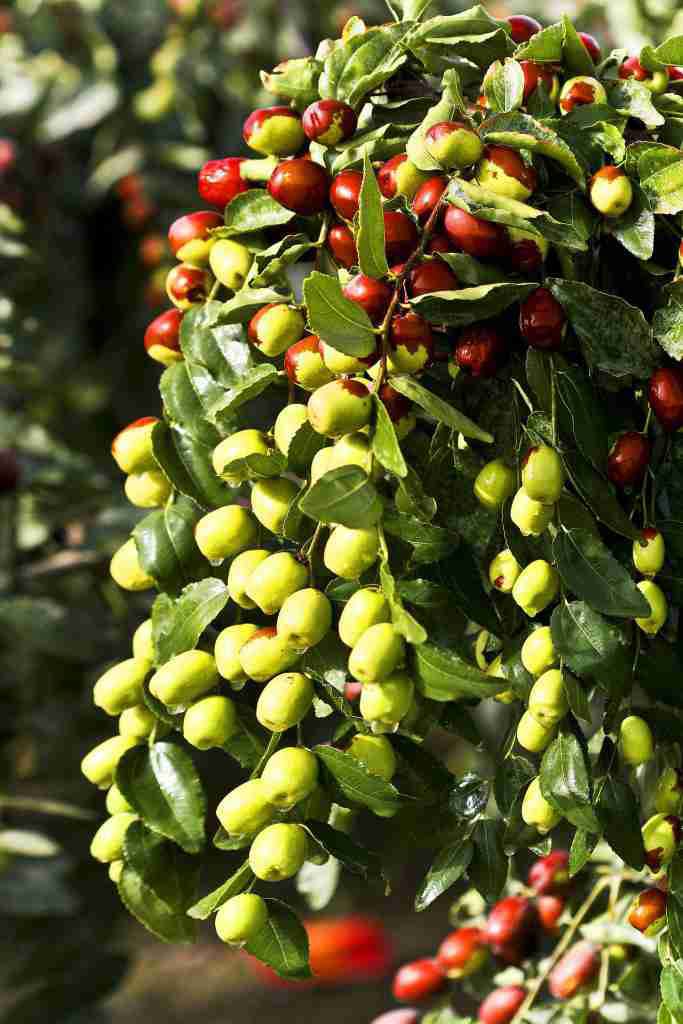 Sunil Berry Farming