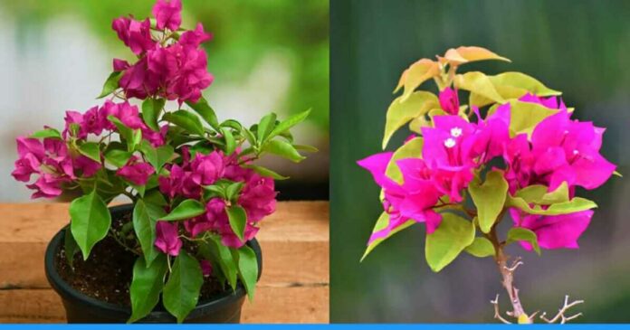 Grow bougainvillea plant with cutting