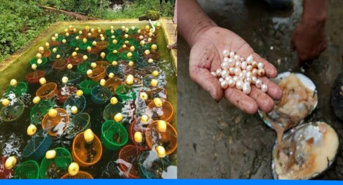 Start Pearl farming for better income sourse