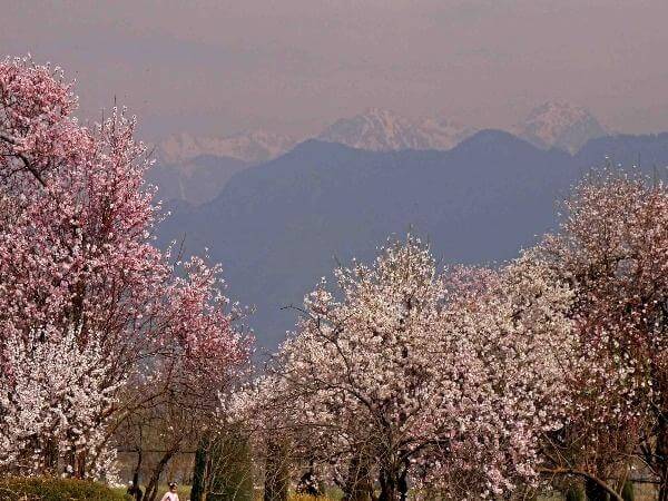 Natural beauty of Kashmir